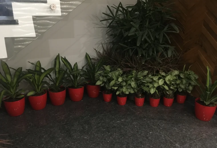 Indoor plant arrangement with red planters under staircase area creating a green corner designed by Amartya Architects | interior landscaping design India